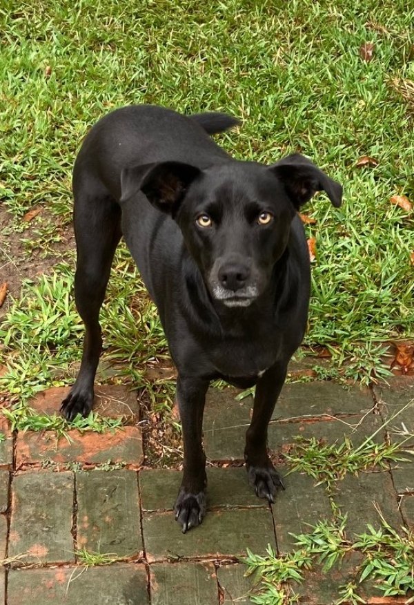 Found Mutt in Hartwell, GA