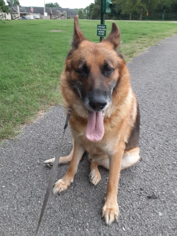 Stolen German Shepherd Dog in Smyrna, TN