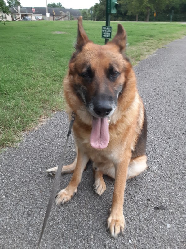 Safe German Shepherd Dog in Smyrna, TN