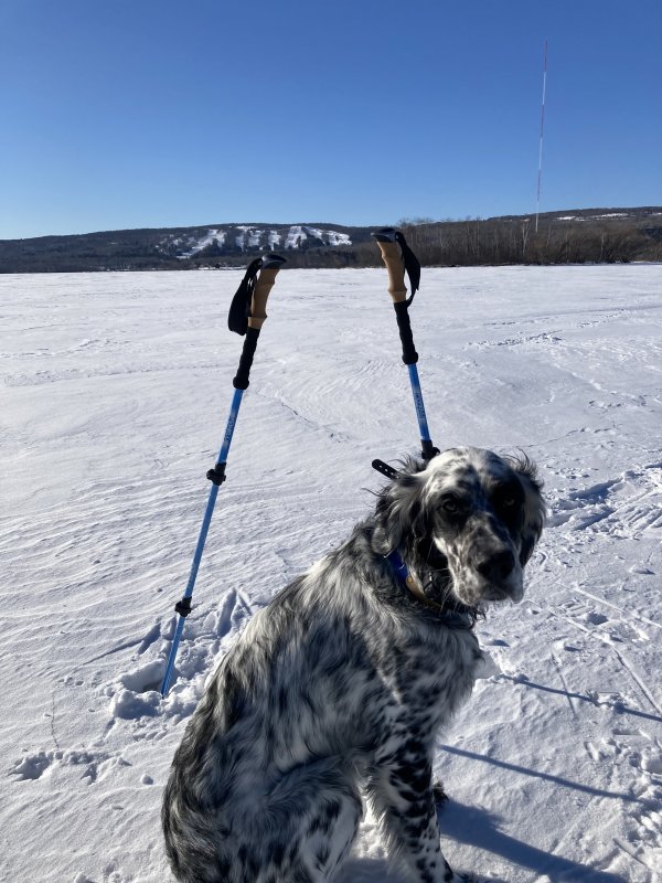 Safe English Setter in Duluth, MN