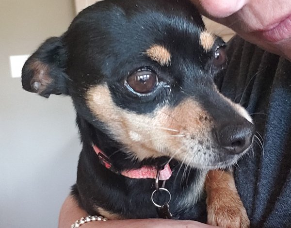 Lost Chihuahua in Plano, TX