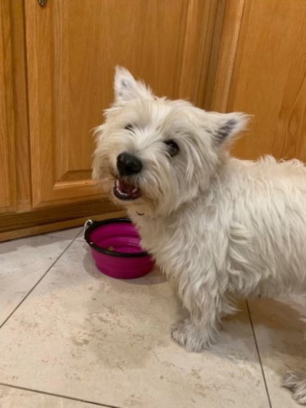 Lost West Highland White Terrier in California