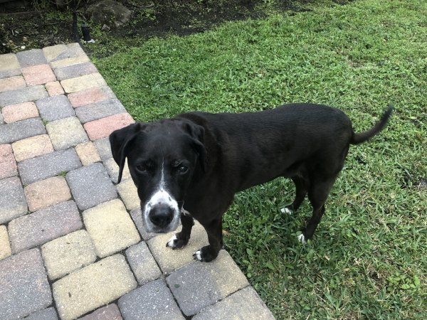 Safe Mutt in Wesley Chapel, FL