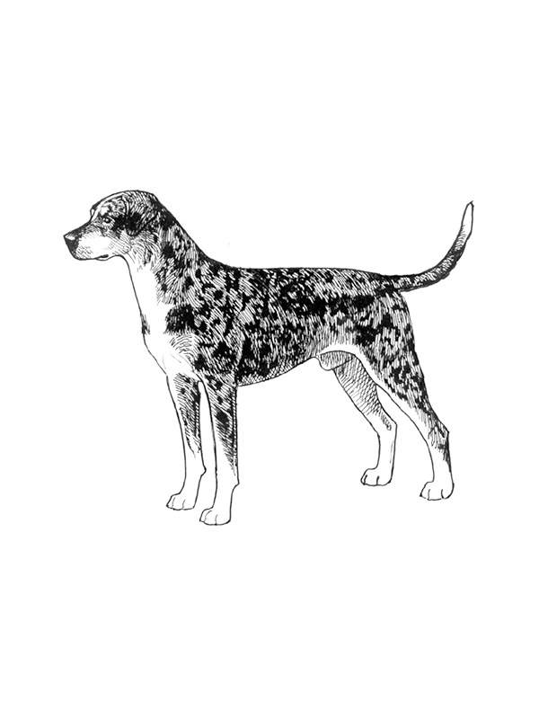 Lost Catahoula Leopard in Indiana