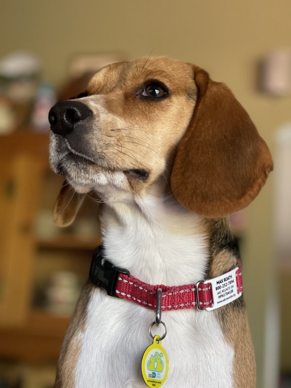 Lost Beagle in Childress, TX