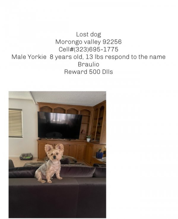 Lost Yorkshire Terrier in Morongo Valley, CA