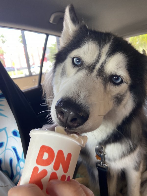 Safe Siberian Husky in Tampa, FL