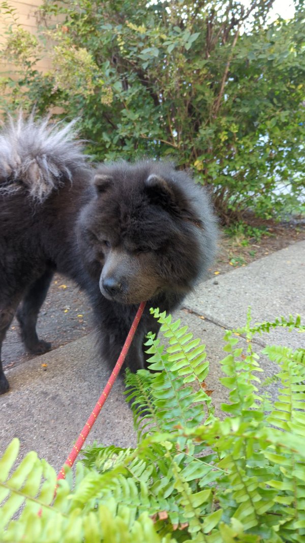 Found Chow Chow in Chicago, IL US