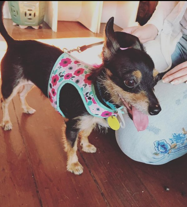 Lost Chihuahua in New York