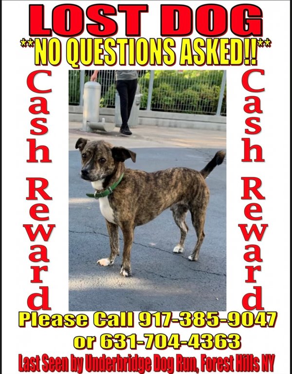 Safe Chihuahua in Forest Hills, NY