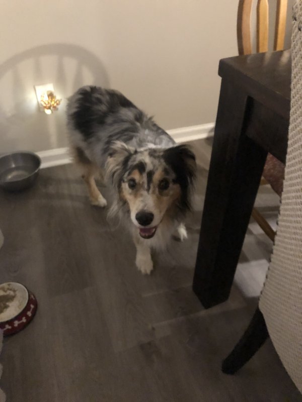 Safe Australian Shepherd in Raleigh, NC