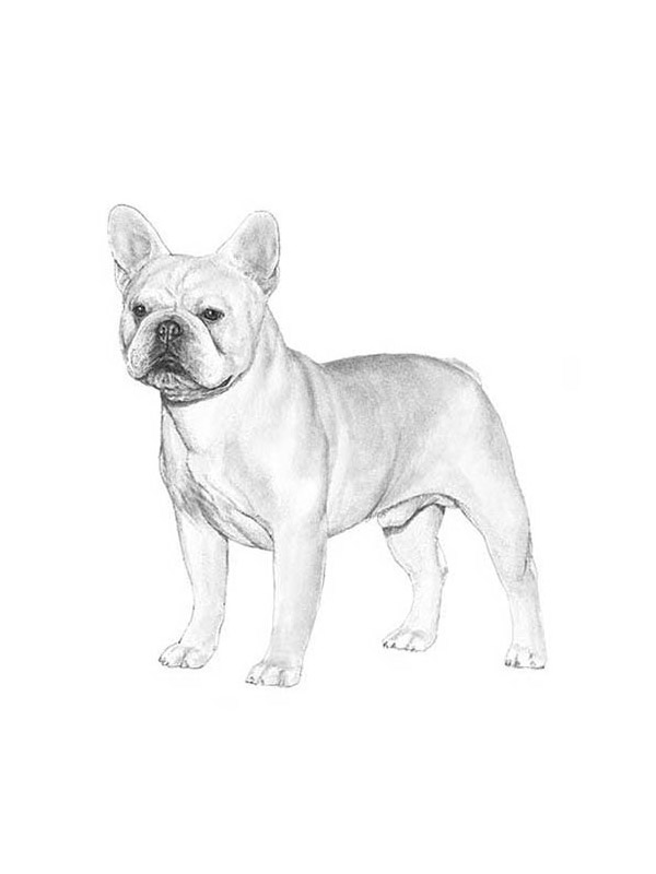Lost French Bulldog in Ohio