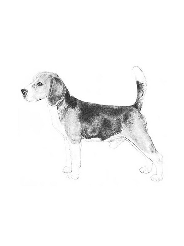 Lost Beagle in Pennsylvania
