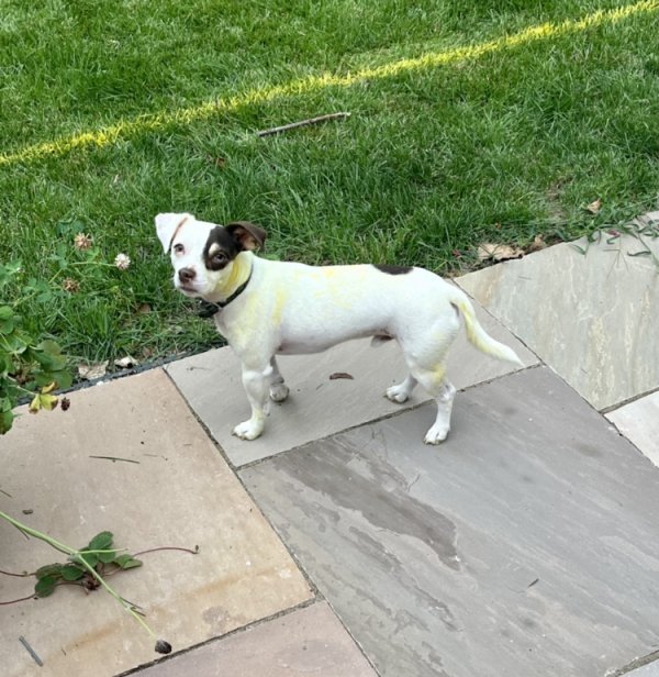 Lost Jack Russell Terrier in Pittsburgh, PA