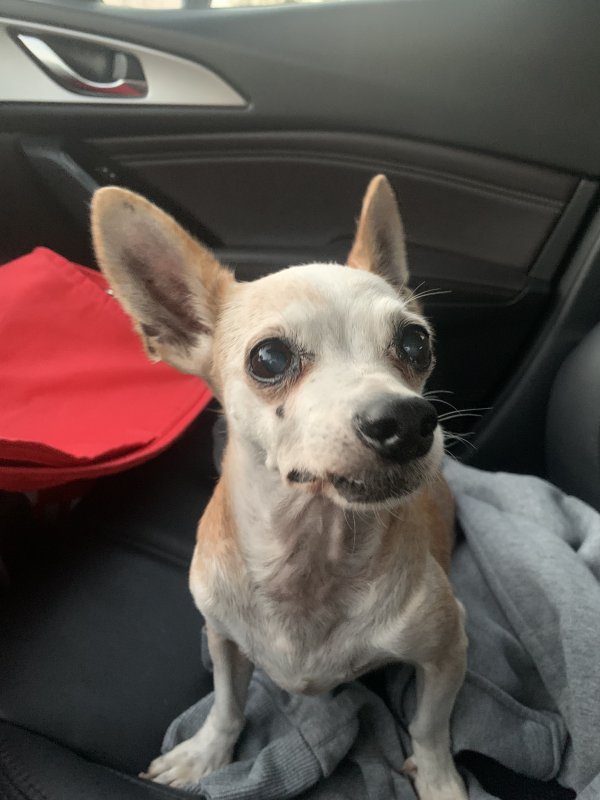 Found Chihuahua in Costa Mesa, CA