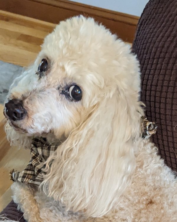 Lost Poodle in Wake Forest, NC