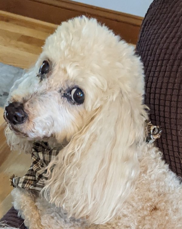 Safe Poodle in Wake Forest, NC