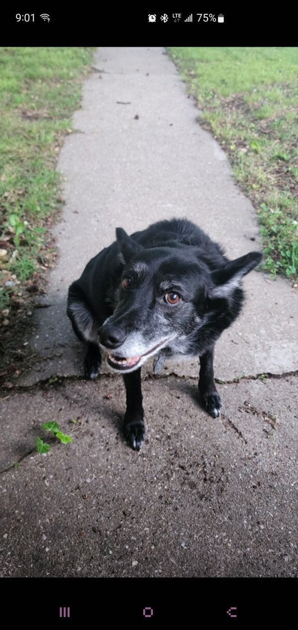 Safe Border Collie in Joplin, MO