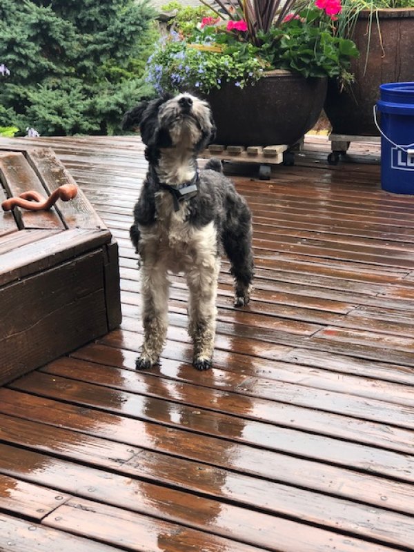 Safe Dog in Seattle, WA