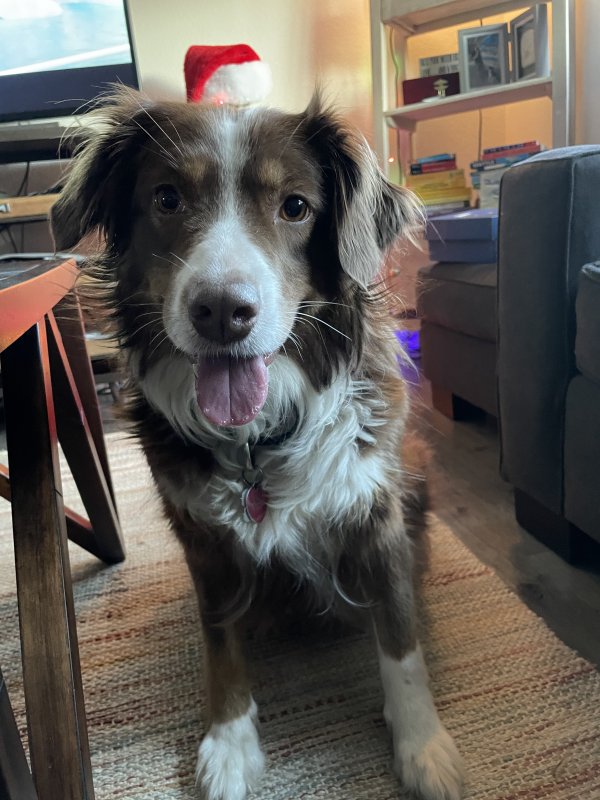 Lost Australian Shepherd in Daleville, AL