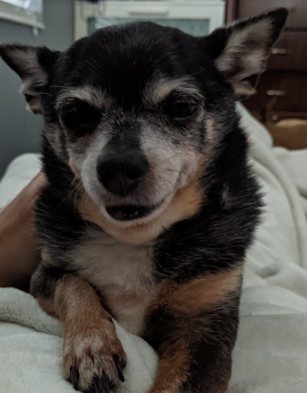 Lost Chihuahua in Florida