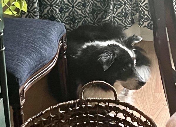 Safe Border Collie in Tarpon Springs, FL
