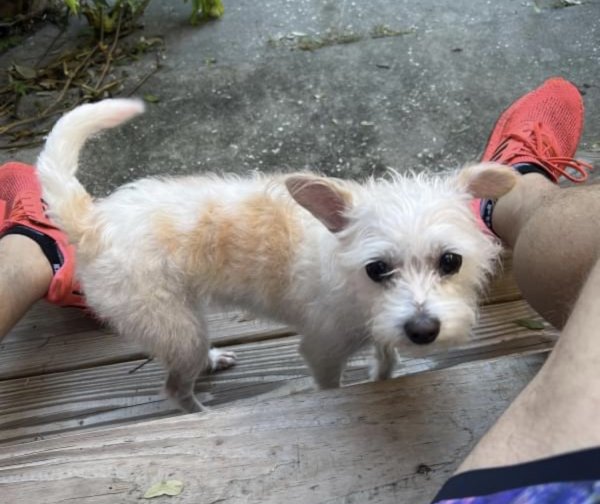 Found West Highland White Terrier in Saint Petersburg, Florida