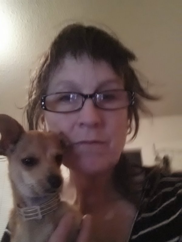 Stolen Chihuahua in Alvarado, TX