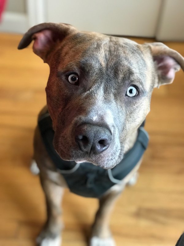 Lost American Staffordshire Terrier 