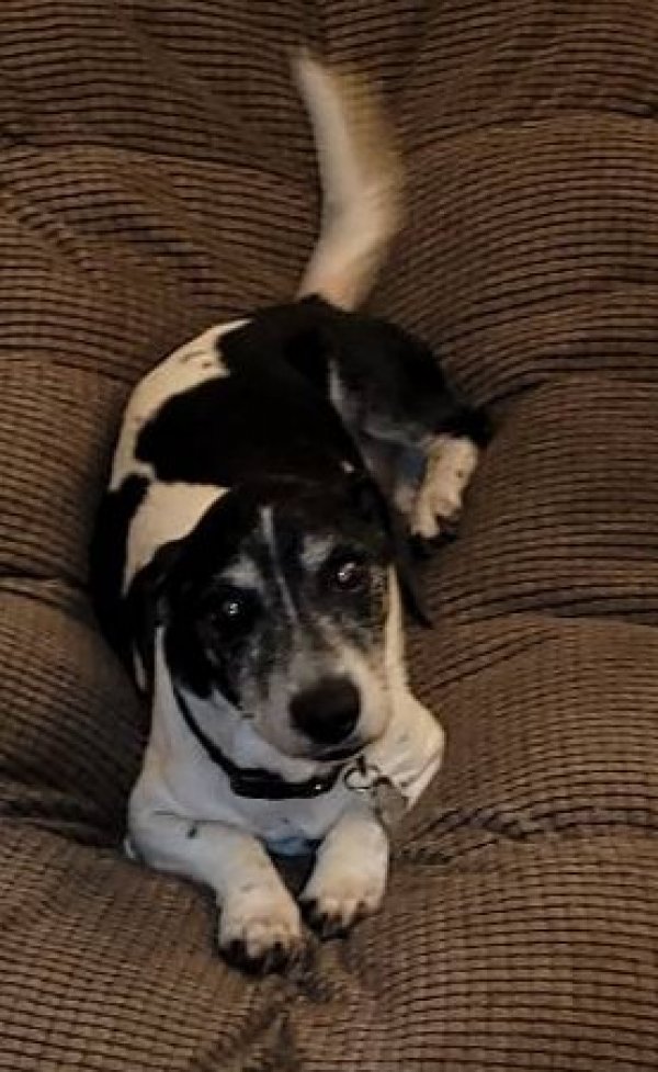 Safe Dachshund in Tampa, FL