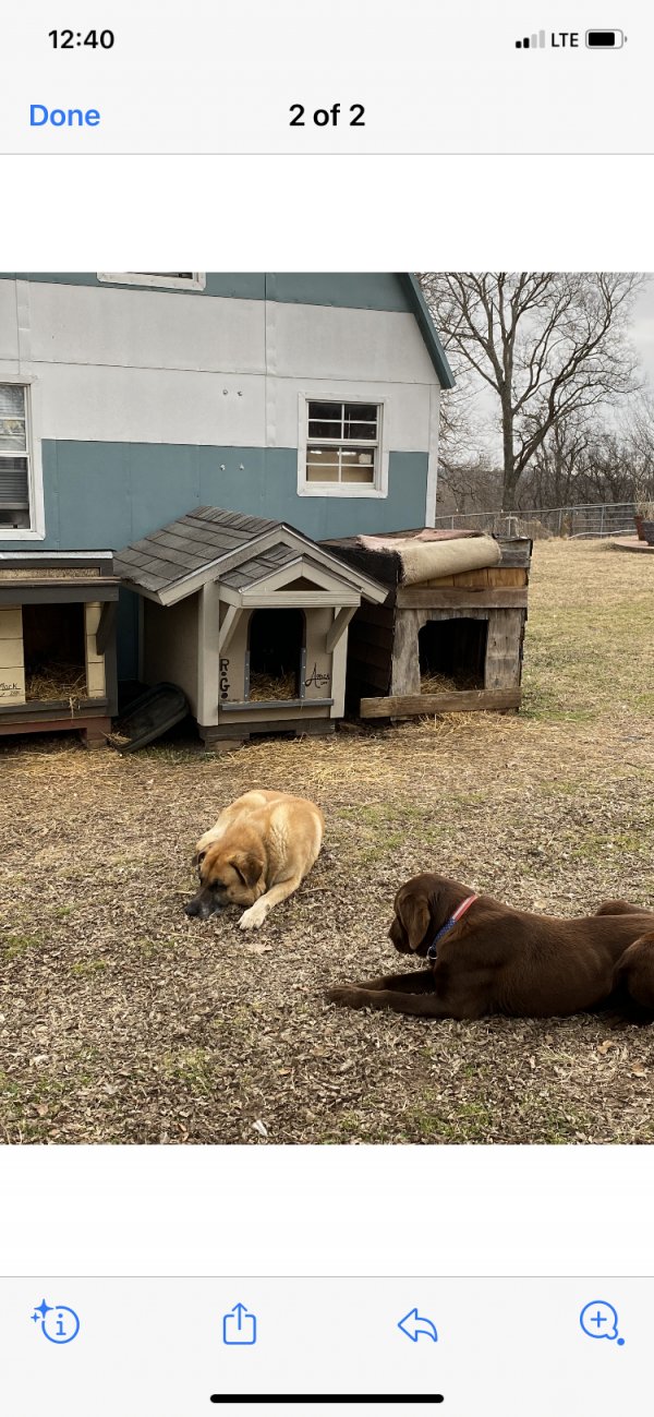 Safe Labrador Retriever in Fort Gibson, OK