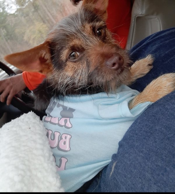 Lost Chihuahua in Georgia
