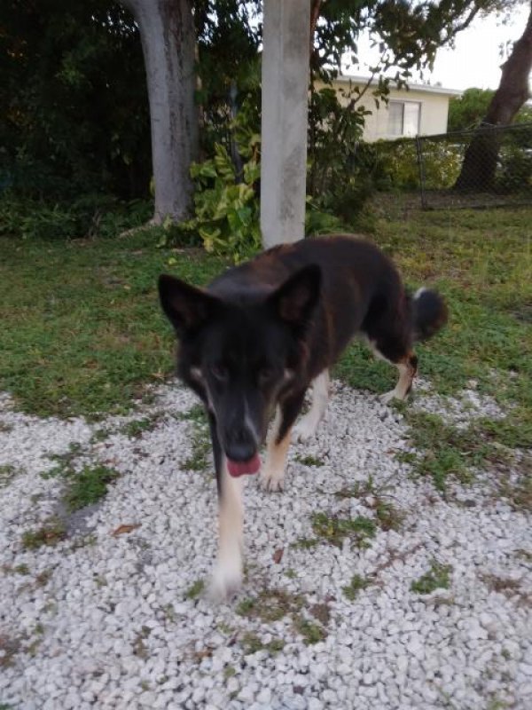 Found German Shepherd Dog in Miami, Florida