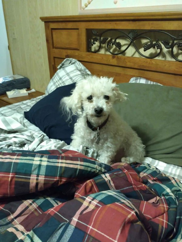 Lost Poodle in Clearwater, FL