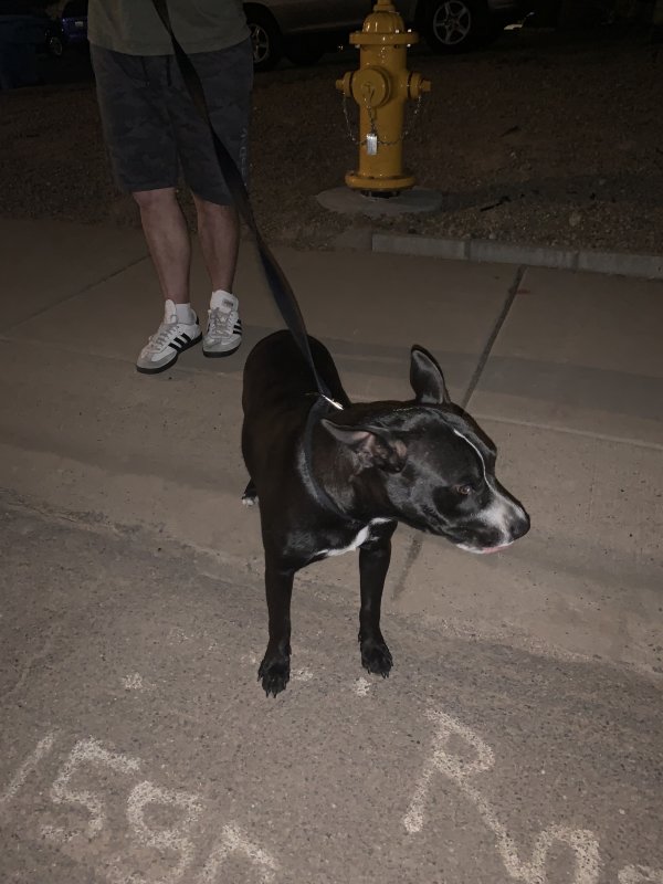 Safe Dog in Glendale, AZ