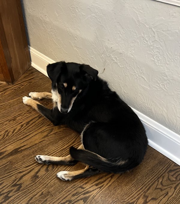 Lost Collie in Wisconsin
