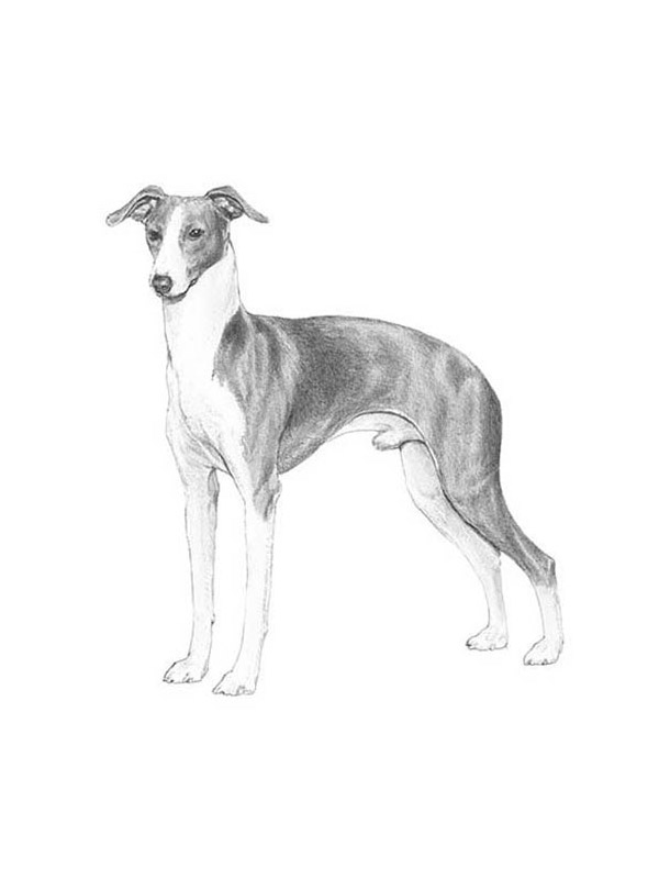Lost Italian Greyhound in Florida