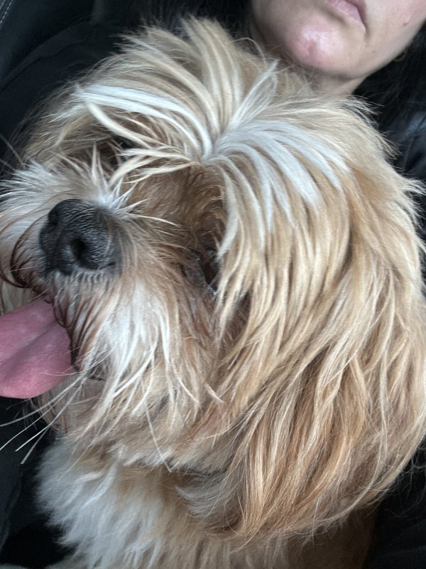 Safe Dog in Fort Lauderdale, FL