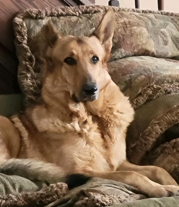 Safe German Shepherd Dog in Mount Gilead, OH