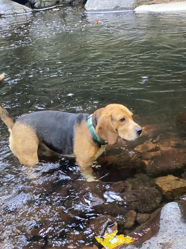 Lost Beagle in Washington