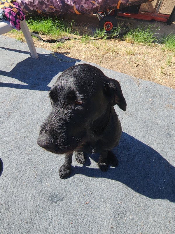Found Labrador Retriever in Sacramento, California