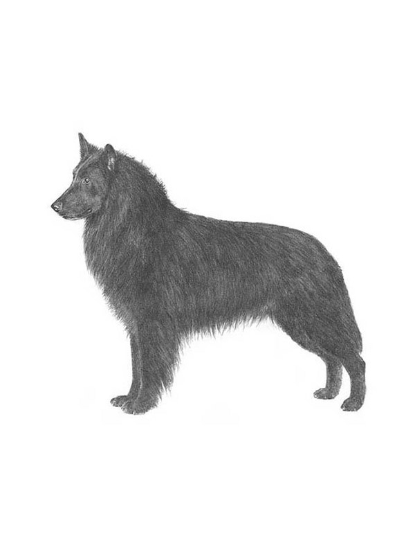 Safe Belgian Sheepdog in Burnsville, MN