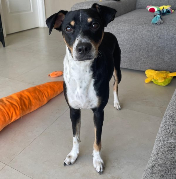 Safe Jack Russell Terrier in Fort Lauderdale, FL