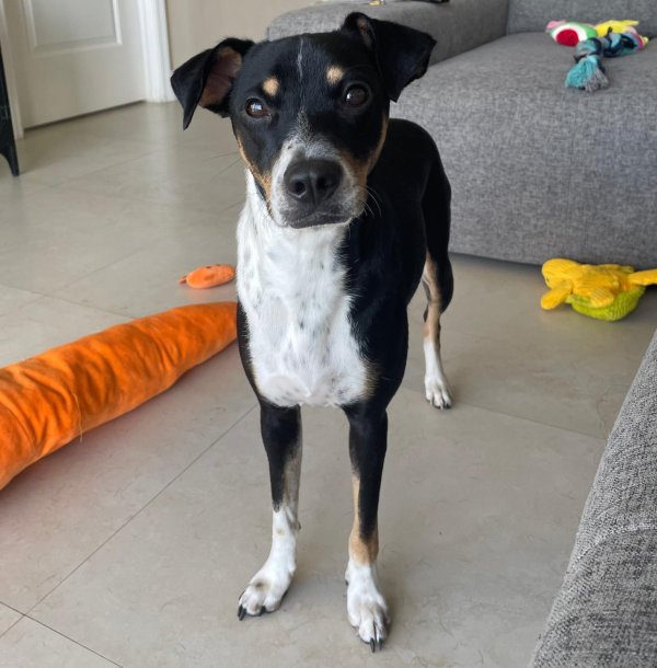 Lost Jack Russell Terrier in Florida