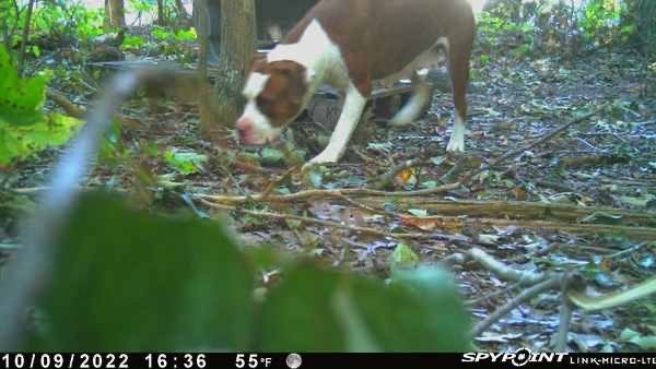 Safe Pit Bull in Greensboro, NC