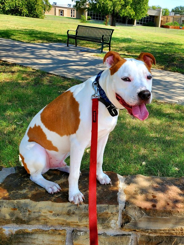 Safe American Staffordshire Terrier in Dallas, TX