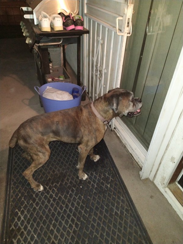 Safe Boxer in San Bernardino, CA