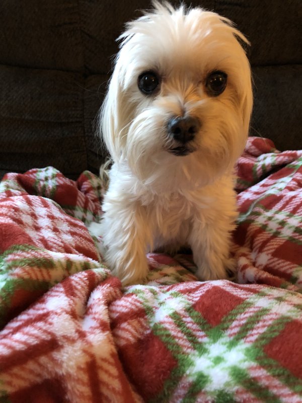 Safe Shih Tzu in Mechanicsburg, PA