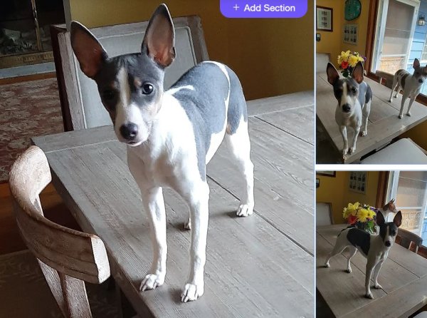 Lost Rat Terrier 