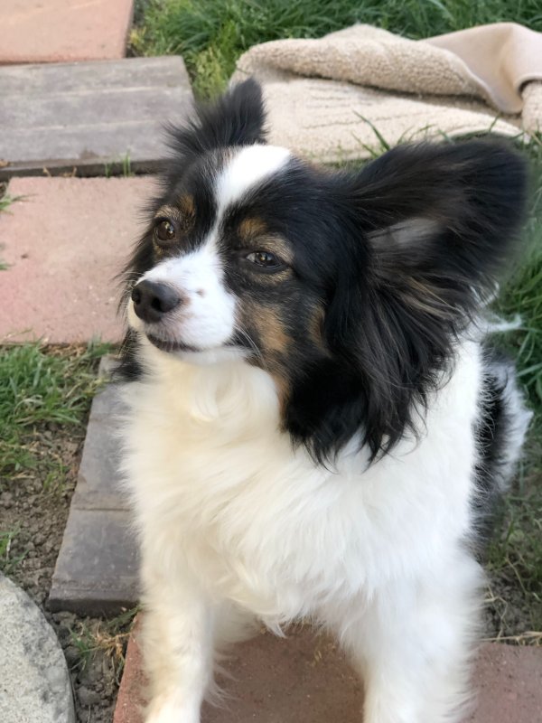 Lost Papillon in Fremont, CA